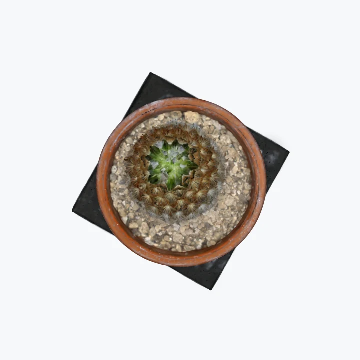 The cactus seen from straight above through a very long lens: the pot’s rim and the spines at the centre, on the square stand